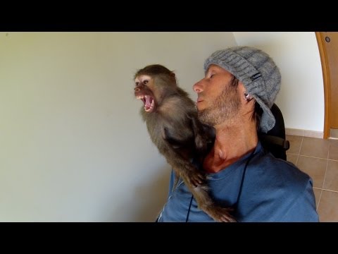 Una relación especial entre un babuino y Chris Colwell
