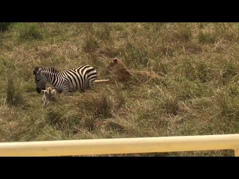 The courage of a zebra mother saving her baby