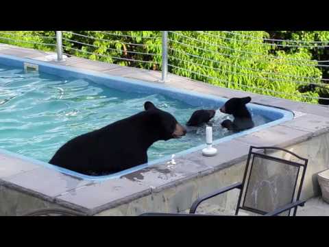 A bear family enjoys the pool
