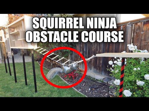 Circuito ninja para ardillas