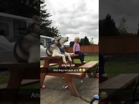 Ein Husky begleitet ein kleines Mädchen und imitiert sie
