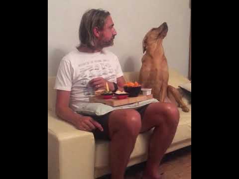 Ein Hund täuscht Desinteresse vor
