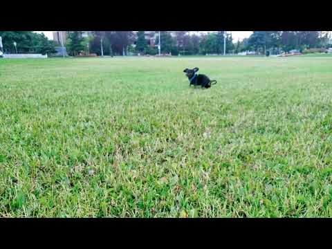 Un perro Bogey súper feliz de estar fuera