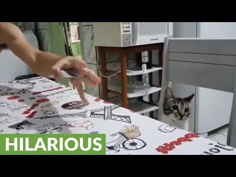 A cat fooled by a card trick
