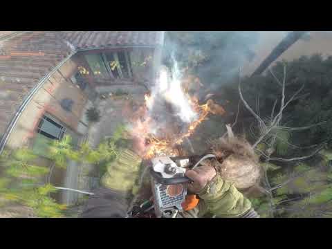 A lumberjack accidentally sets fire to the tree he is attached to