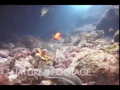 An octopus trolls a moray eel