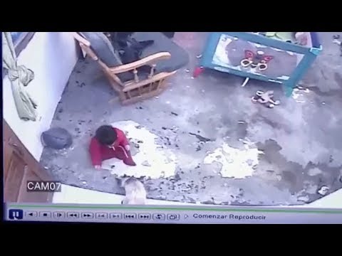 一只暹罗猫救了一个宝宝
