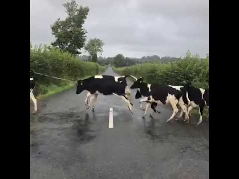 Unas vacas consideran una línea blanca en el suelo como un obstáculo