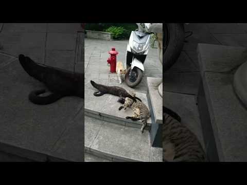 一只猫撞见伴侣在另一只猫怀里