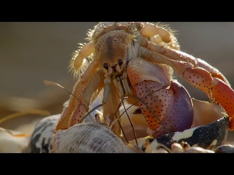 Hermit crabs कतार बनाकर अपने खोल बदलने की व्यवस्था करते हैं