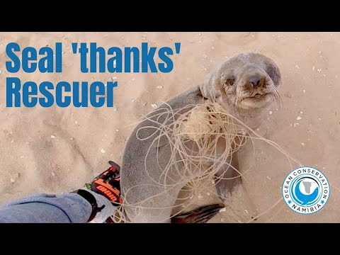 A baby seal thanks its rescuer