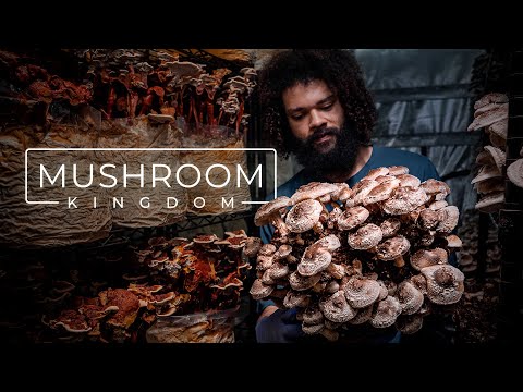 Cultivador de hongos