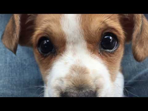Un conductor de Uber gana estrellas con un cachorro
