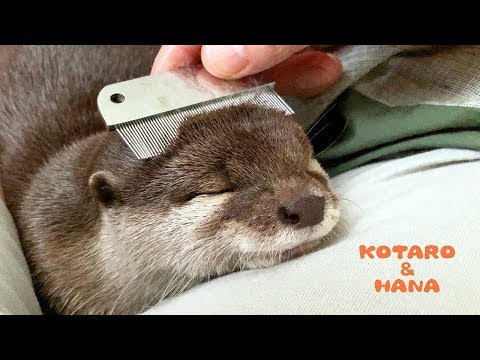 Eine superniedliche Otterin!
