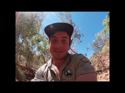 El lagarto salvaje de Australia usa al humano como cebo