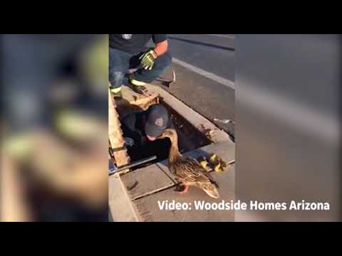 Unos bomberos salvan a una familia de patos
