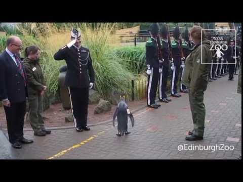 Ein Pinguin wird von der norwegischen Königsgarde zum Brigadier befördert