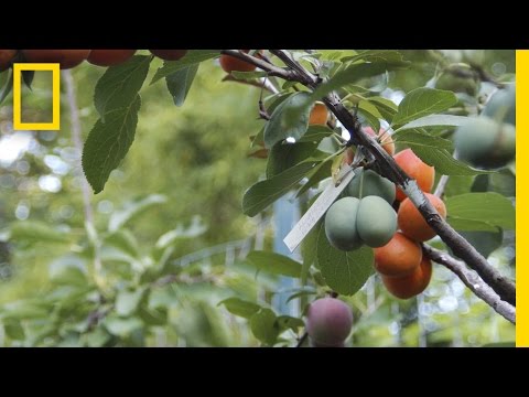 A tree grows 40 different varieties of fruit