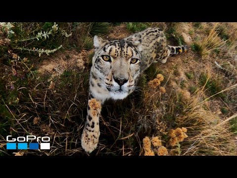 Snøleopard sett på svært nært hold