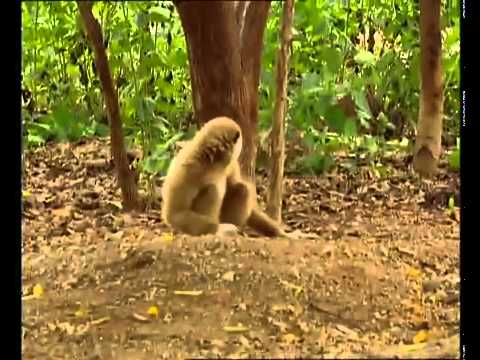 Ein Gibbon trollt Tigerbabys