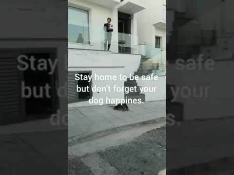 Sacar al perro sin riesgo durante el confinamiento mundial