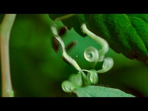 Los frutos explosivos y las orugas