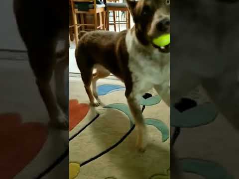 Un perro baila para mostrar su alegría