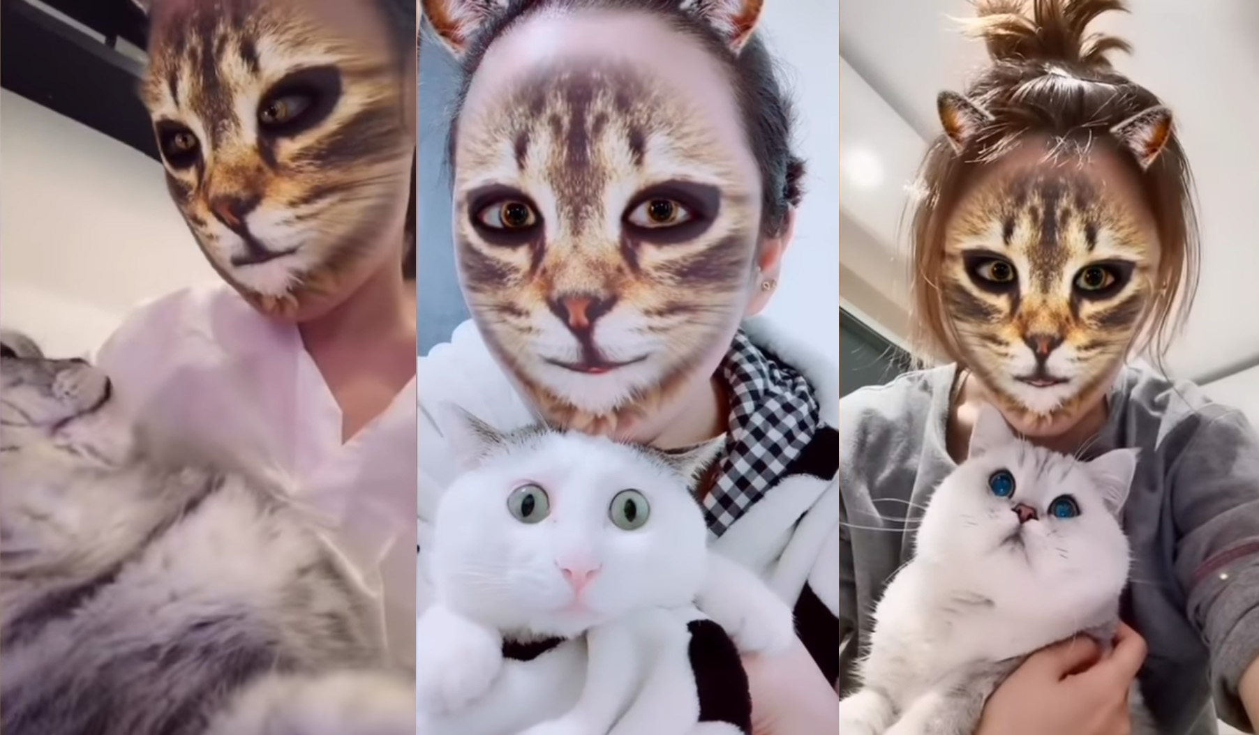 La sorprendente reacción de los gatos al ver a sus dueños con un filtro de gato en el smartphone