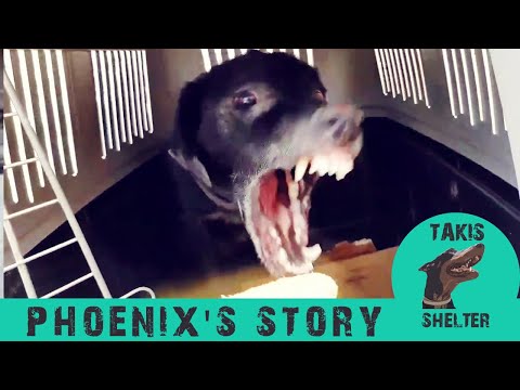 从攻击性主人手中获救后，攻击性狗狗第一次接受拥抱 - Takis Shelter