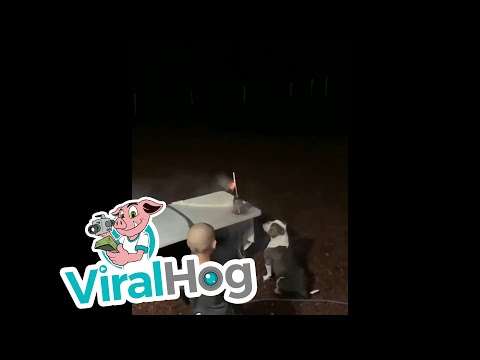 Ein Bulldog überschätzt seine Fähigkeiten