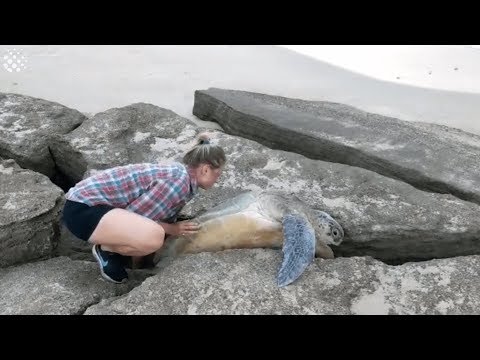 Rescue of a sea turtle on a beach in Oman