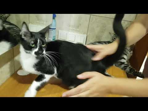 一名男子拍打他的猫，因为他认为它们喜欢这样