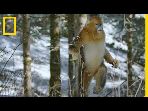 El rinopiteco de Roxellana camina erguido sobre la nieve