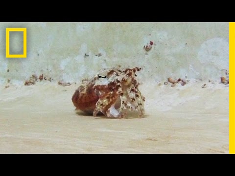 The cuttlefish can imitate a hermit crab