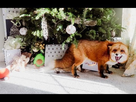 Mañana de Navidad para un zorro