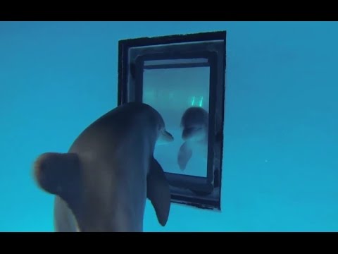 돌고래의 거울 테스트