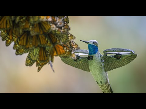 Video of monarch butterflies filmed by a small spy robot