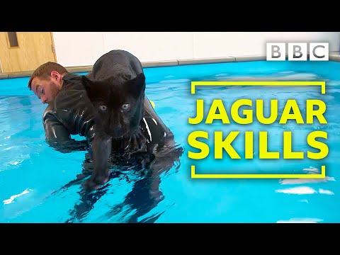 Los primeros nados de un bebé jaguar