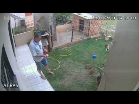 Destroying an anthill with gasoline