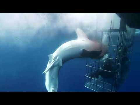 A shark crashes into a cage and dies