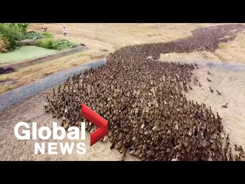 Enten einsetzen, um ein Reisfeld zu reinigen