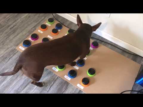 会用按钮说话的狗狗 Stella