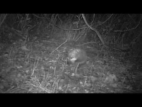 En opossum frakter blader som en ryggsekk